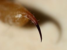 Archivo:ScorpionBarb