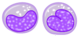 Monocyte.png