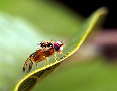 Male medfly close up insect
