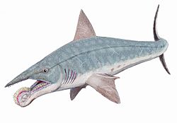 Helicoprion bessonovi1DB.jpg