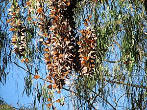 Archivo:MonarchCalifornia01 AlphaGeek