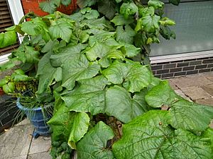 Archivo:Vitis coignetiae leaves